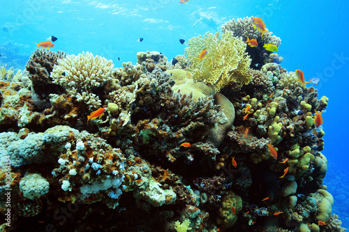coral reef in the warm sea © kichigin19