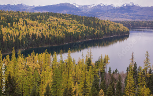Fototapeta Naklejka Na Ścianę i Meble -  Mountain Larch showing vivid fall color surround Lake Holland Lake in the Seely Valley of Montana.