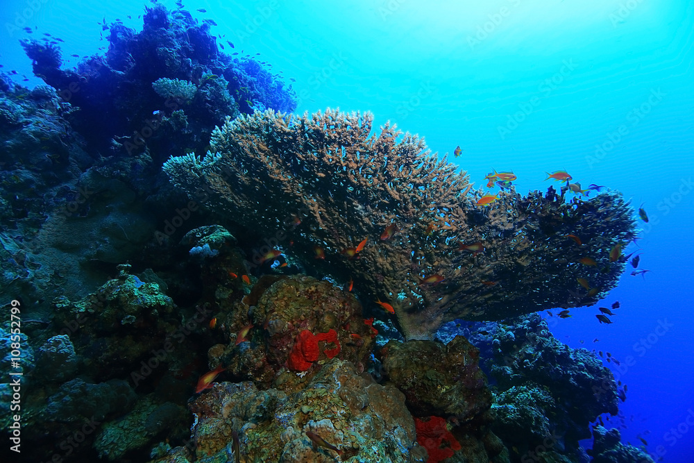 Fototapeta premium gorgonian on a coral reef