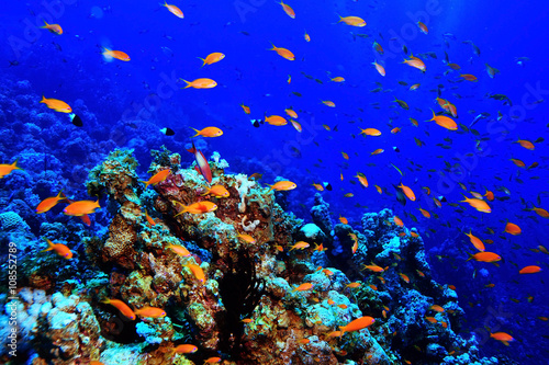 Fototapeta Naklejka Na Ścianę i Meble -  coral reef in the warm sea