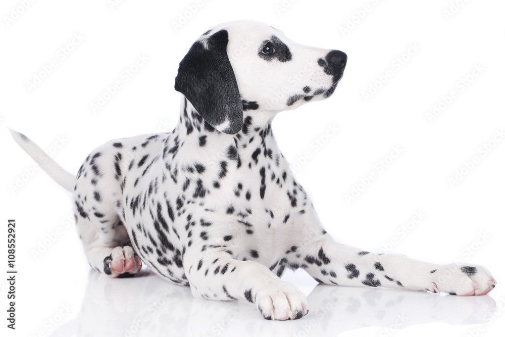 Dalmatian puppy lying sideways