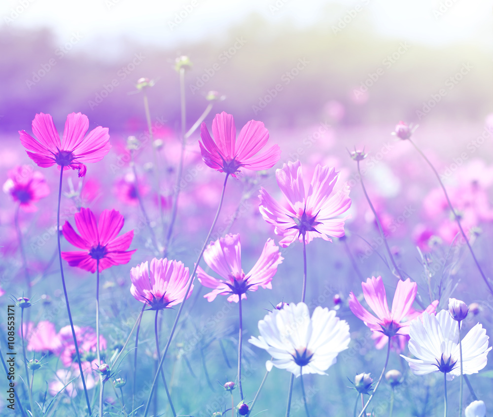 Cosmos flower (Cosmos Bipinnatus) with blurred background. Cosmos flower (Cosmos Bipinnatus) with blurred background.