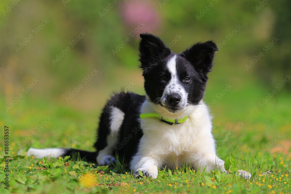 Border collie puppy Border collie puppy