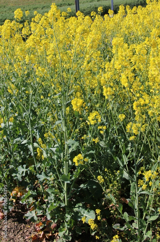 Obraz premium Colza en fleurs