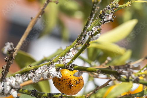 Pest mealybug closeup on the citrus tree.