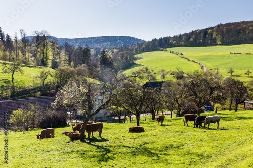 Fototapeta Naklejka Na Ścianę i Meble -  Swiss cows on meadow, Aargau, Switzerland