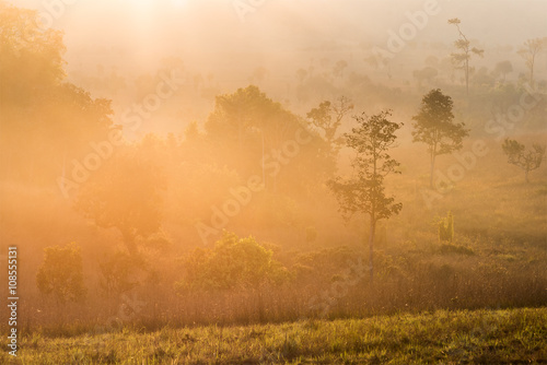 The early morning sun shines through rural field and morning fog.