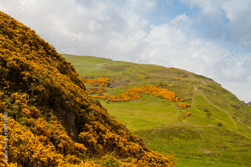 Gorse yellow spring meadows in Edinburgh.