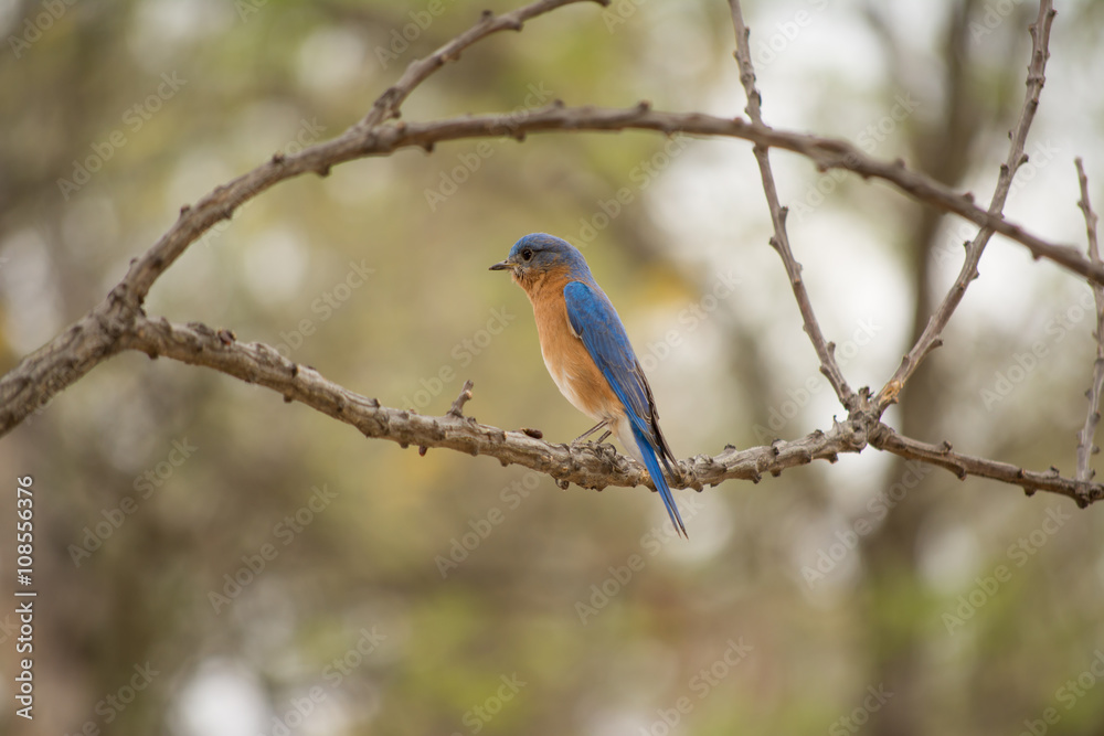 El pájaro está en la rama atento a las amenazas. El pájaro está en la rama atento a las amenazas.