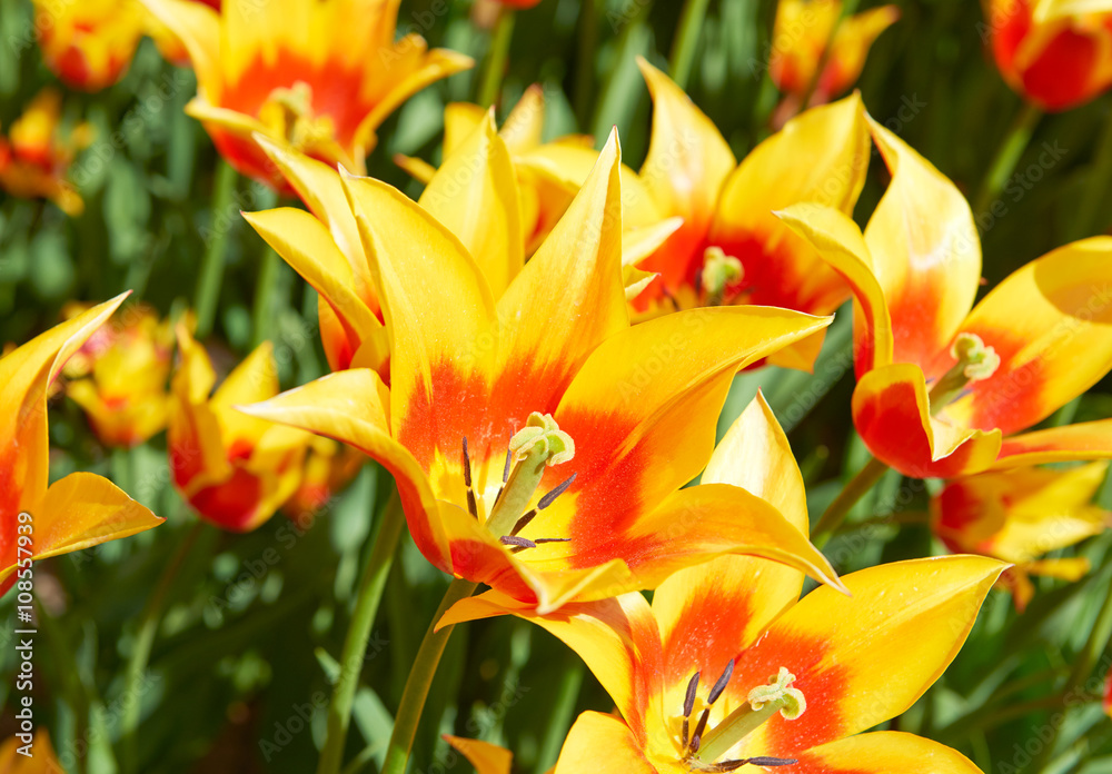 Flowers of beautiful spring tulips on a lawn Flowers of beautiful spring tulips on a lawn