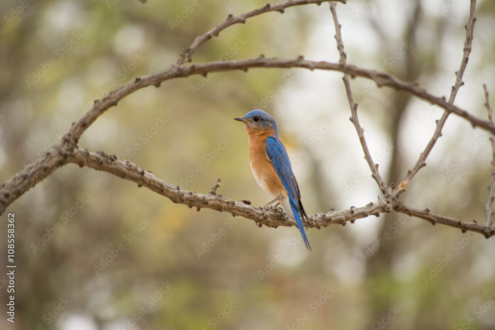El pájaro está parado en la rama y pronto volará a otra rama. El pájaro está parado en la rama y pronto volará a otra rama.