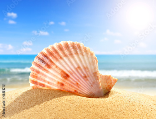 Sea shell in sand on beach