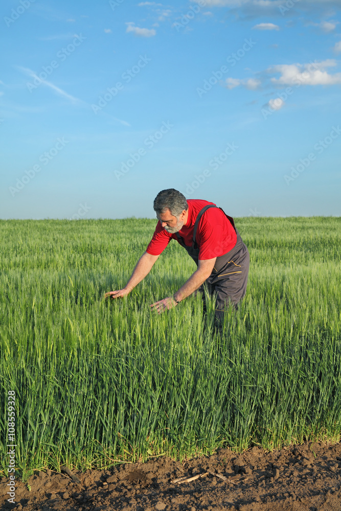 Agriculture, farmer examine wheat field Agriculture, farmer examine wheat field