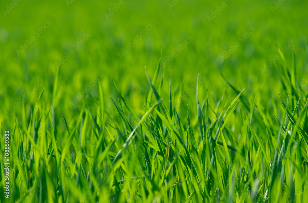 Green grass texture from a field Green grass texture from a field