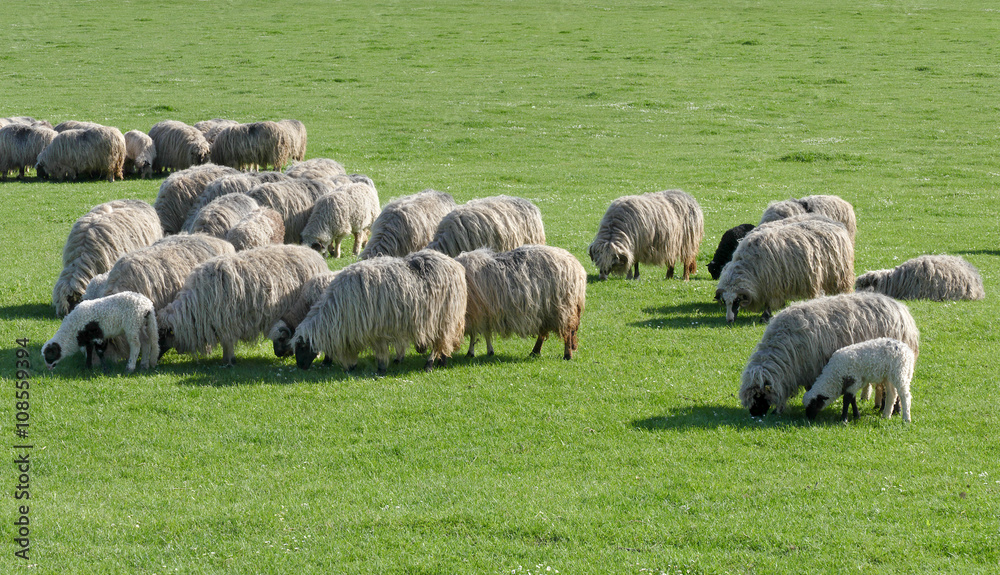 Fototapeta premium Herd of sheep at green meadow