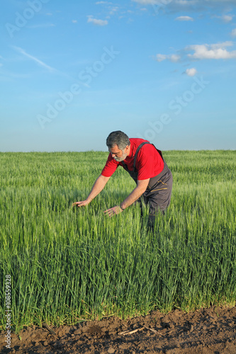 Agriculture, farmer examine wheat field