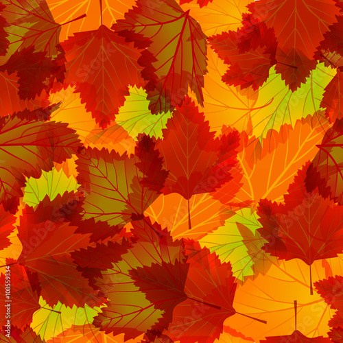leaves of maple
