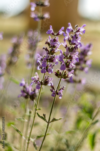 Blossoming salvia, flora of Israel