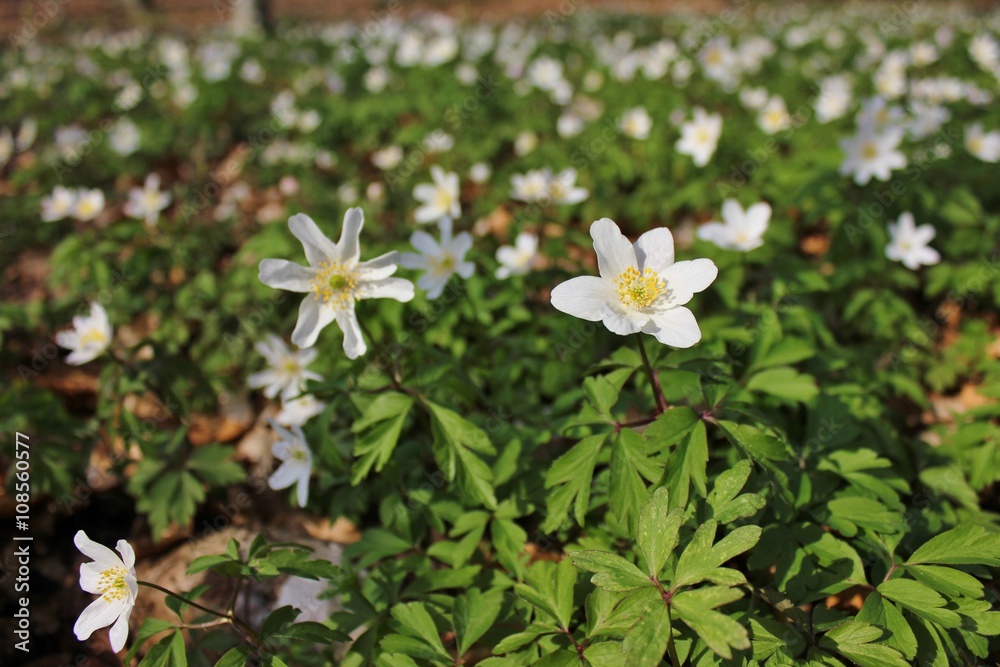 Blooming anemones covering the woodland floor Blooming anemones covering the woodland floor