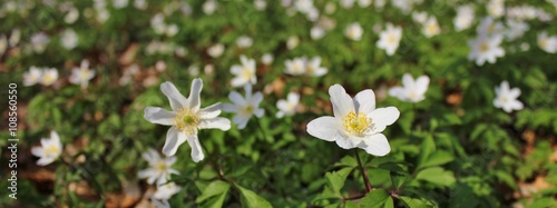 Fotografi Blooming anemones covering the woodland floor