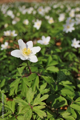 Blooming anemones covering the woodland floor in the spring