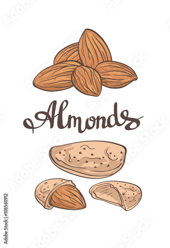 Almonds.Hand drawn  Vector illustration.