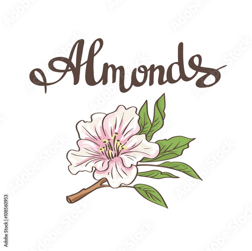 Almond flower. Vector hand drawn illustration