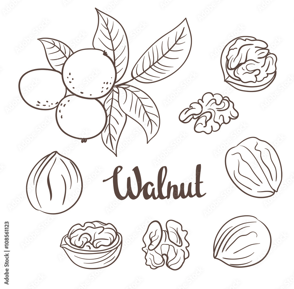 Obraz premium Walnuts with leaves and dried walnuts isolated on a white background
