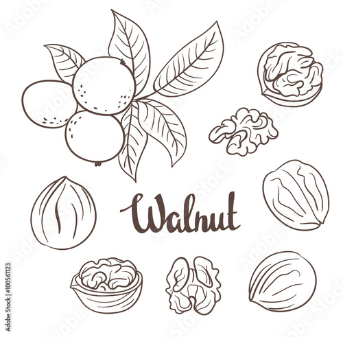 Walnuts with leaves and dried walnuts isolated on a white background