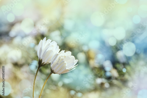 flores blancas sobre un fondo con bokeh