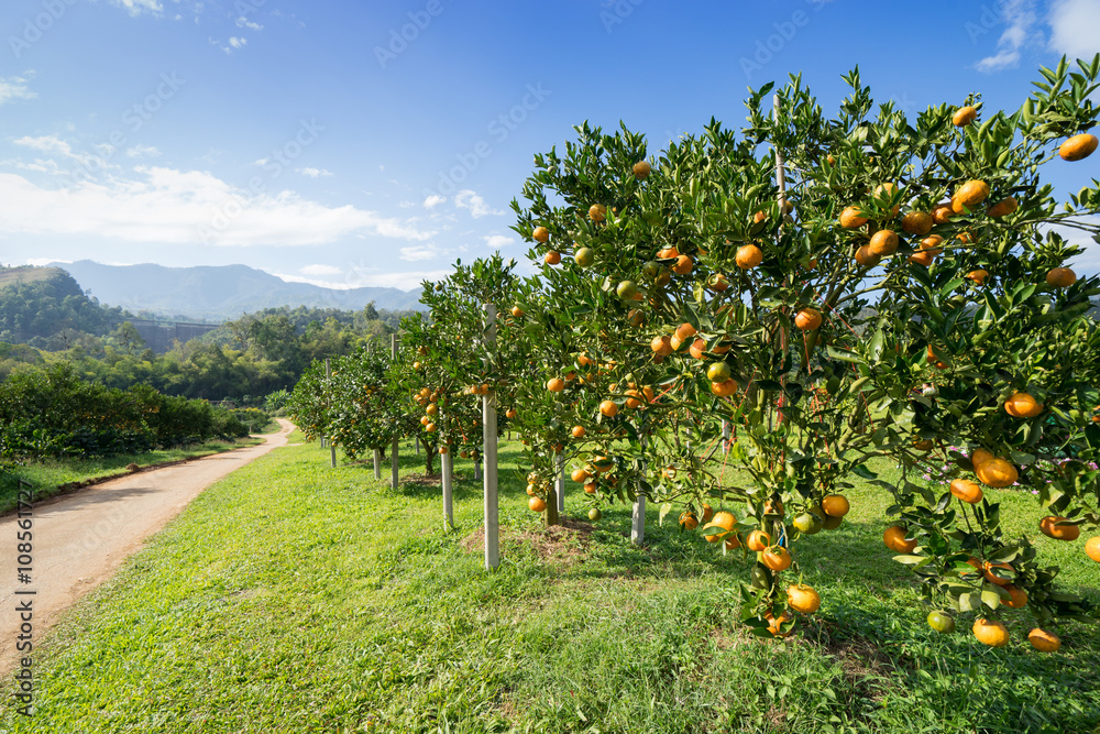 Orange tree in orange farm Stock Photo Adobe Stock