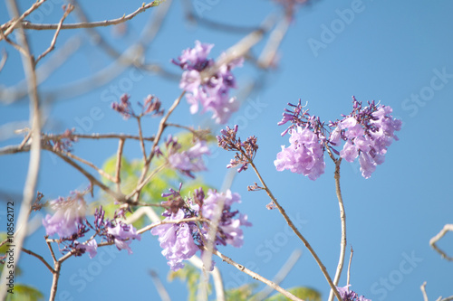 Jacaranda blossom