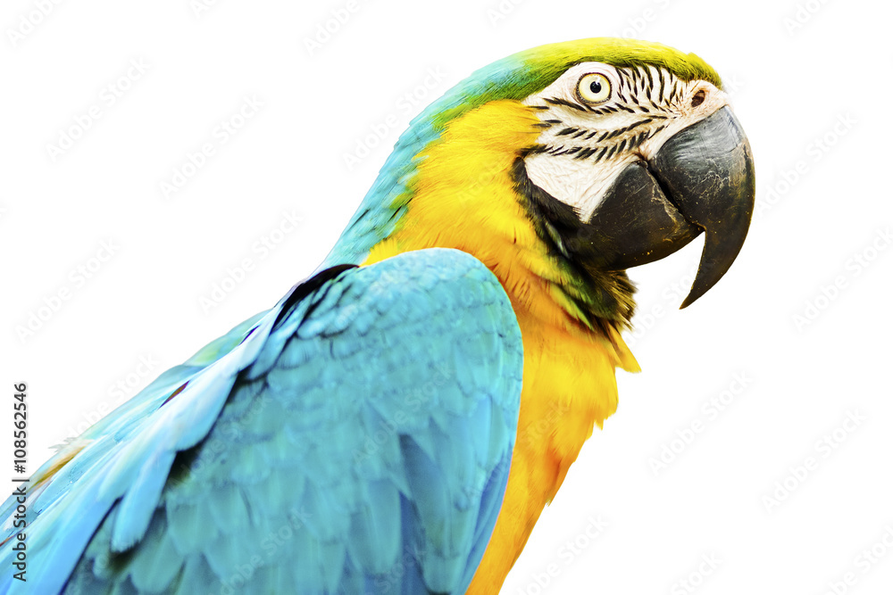 Gold and Blue macaw bird isolated on white background.