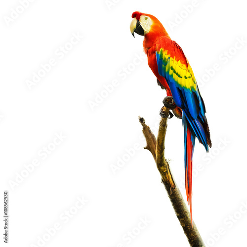 Scarlet macaw bird sitting on branch, isolated on white background.