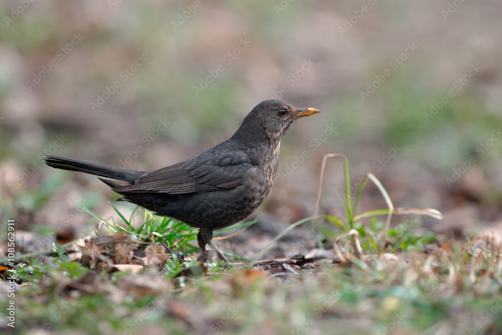 Common Blackbird (Turdus merula) Common Blackbird (Turdus merula)