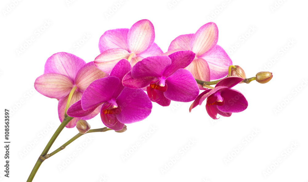 branch of violet orchids isolated on white branch of violet orchids isolated on white