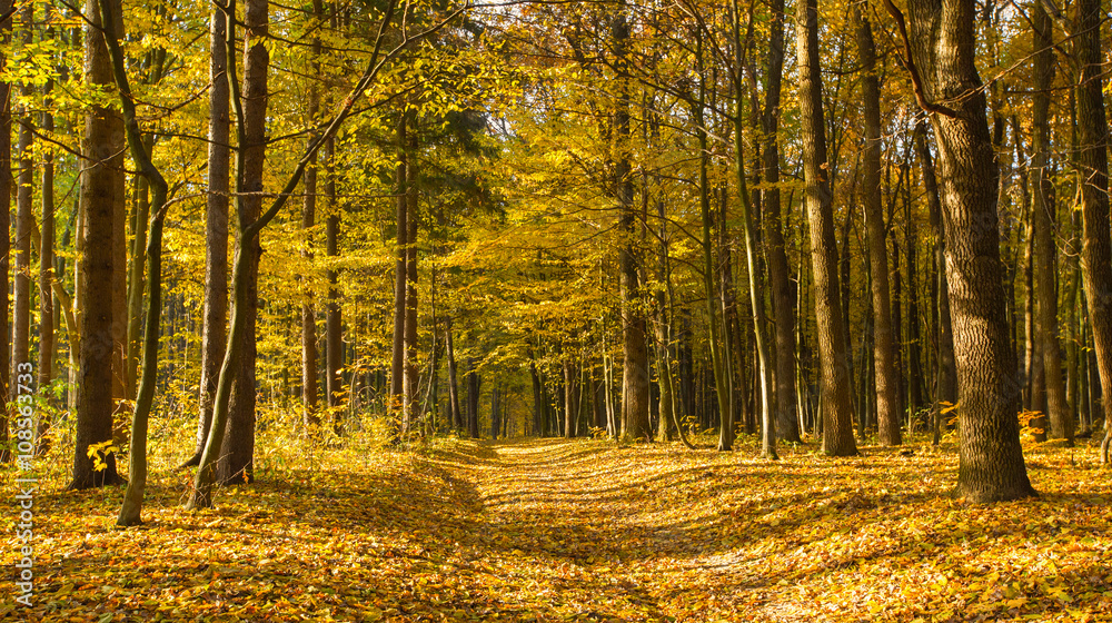 Obraz premium autumn forest