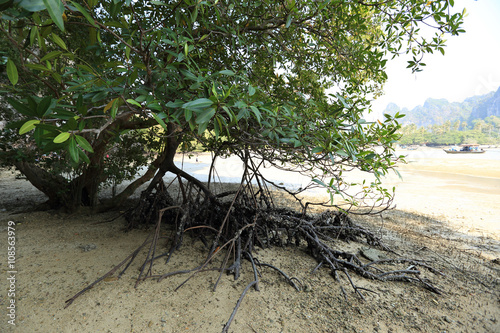 green mangroves growing in tropical seaside beach