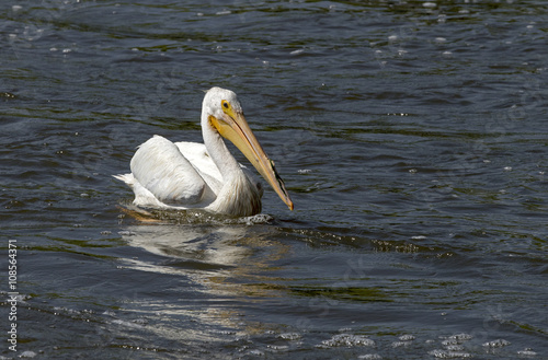 White Pelican (Pelecanus occidentalis) swimming in a river. photo