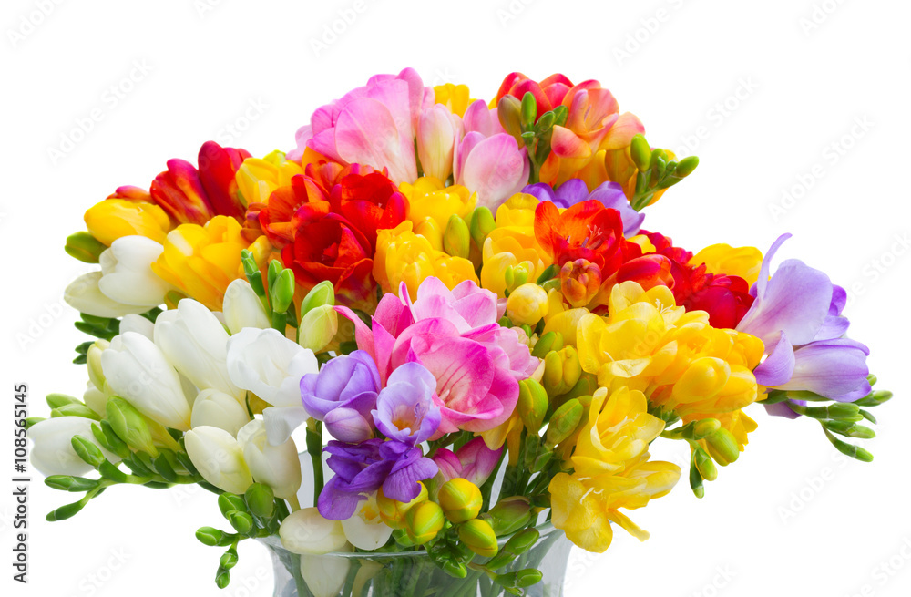 Fresh freesia flowers