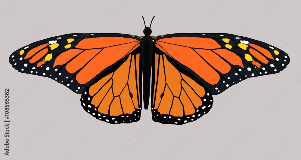 Fototapeta premium Monarch Butterfly