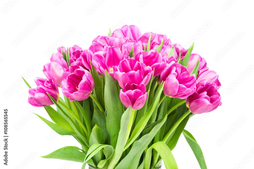 Spring tulips on white background