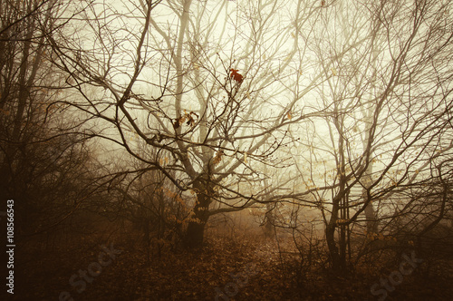 dense forest trees with twi...