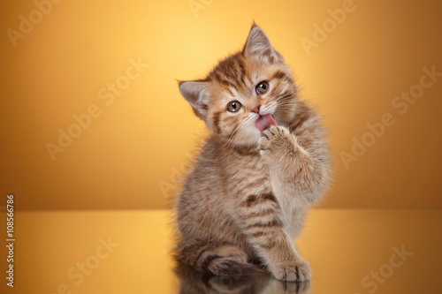 Scottish kitten, portrait kitten on a studio color background © annaav