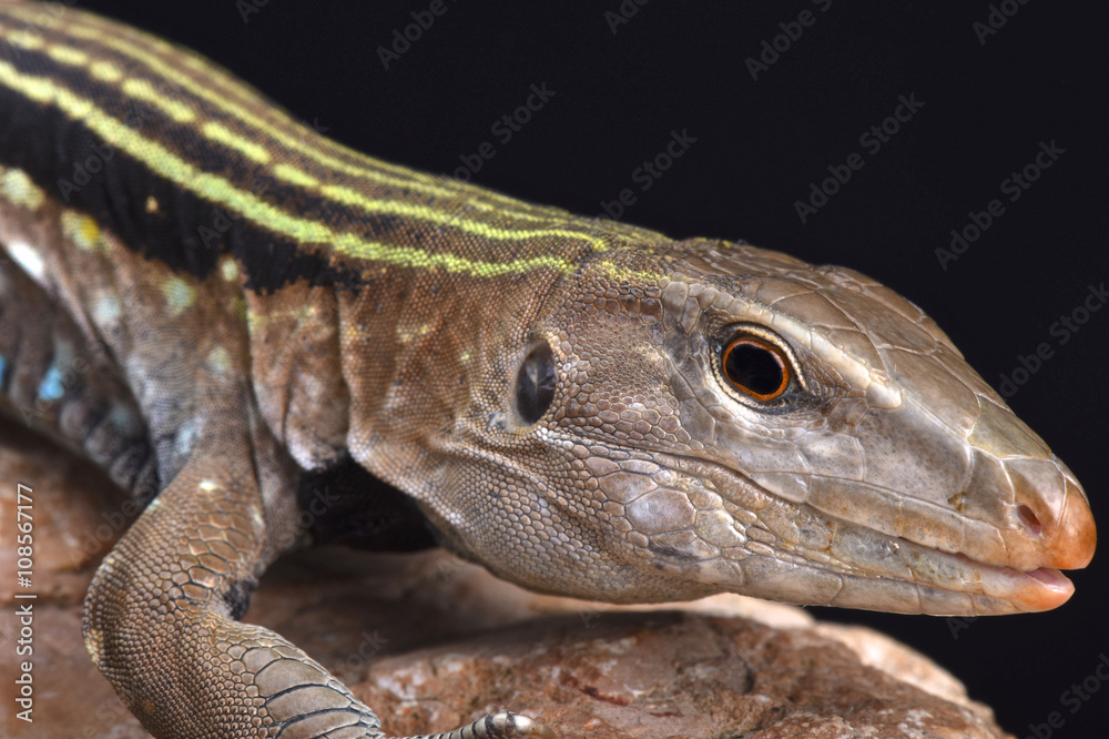 Fototapeta premium Hispaniolan giant ameiva (Ameiva Chrysolaema)