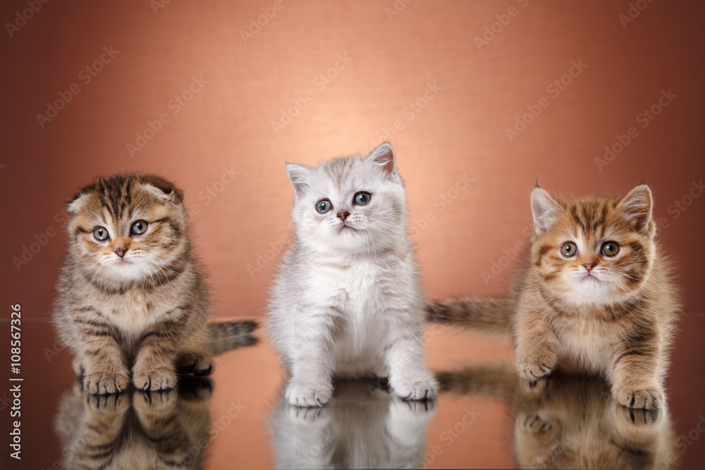 Scottish kitten, portrait kitten on a studio color background
