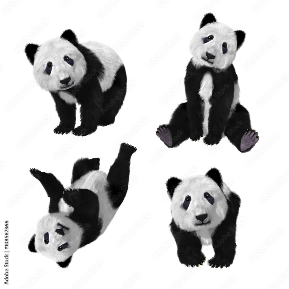 Obraz premium Illustration of a baby panda bear in various poses on a white background. 3d rendering