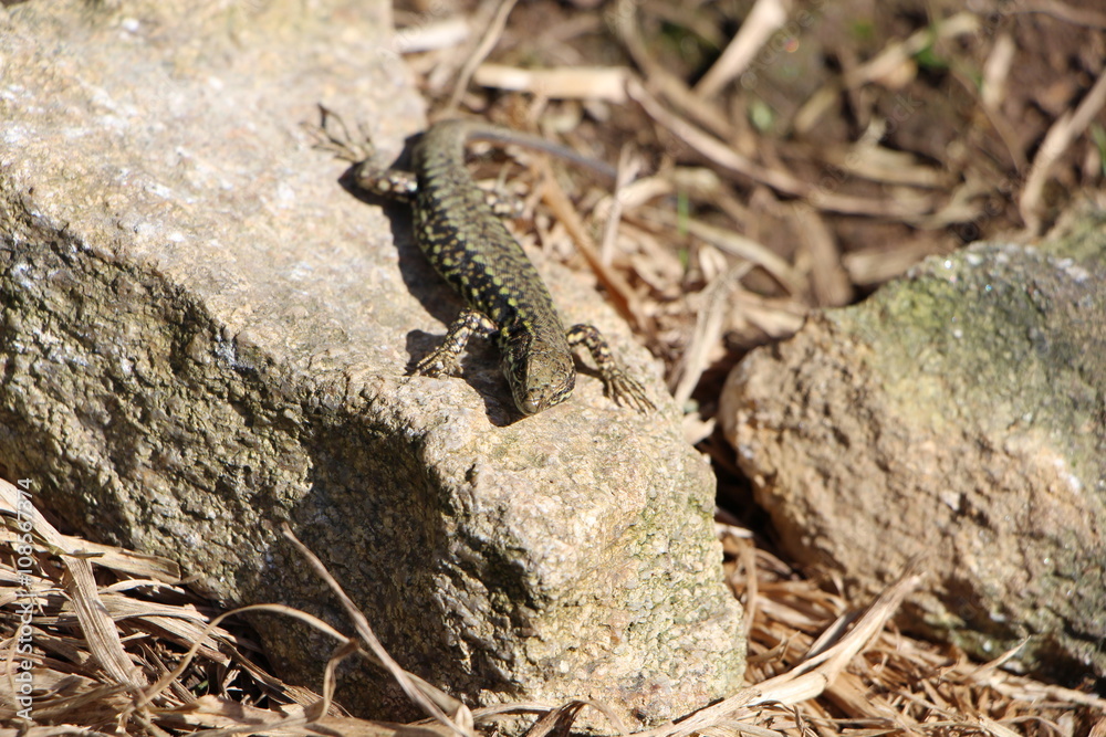 Lézard sur une pierre Lézard sur une pierre
