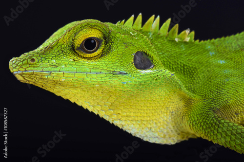 Green crested lizard (Bronchocela cristatella)