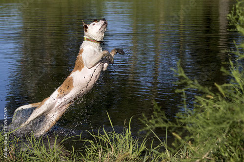 Canvas-taulu Boxer Labrador Terrier mixed breed dog jumping in water trying to catch a toy